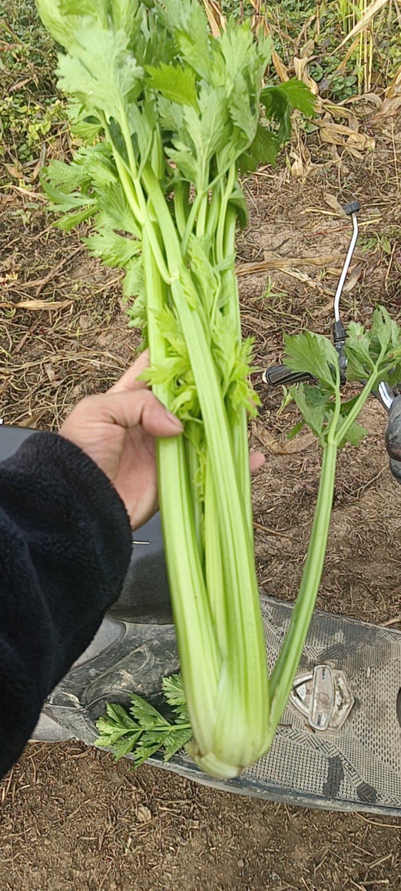 清脆可口，出汁高，欢迎全国各地老板前来采购芹菜
