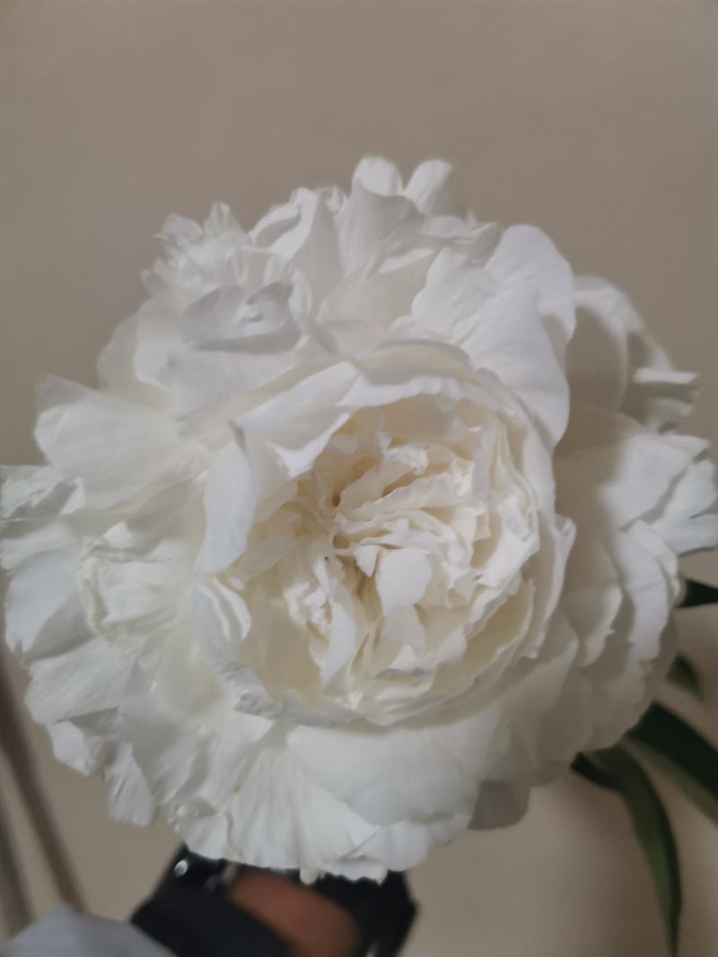 芍药切花