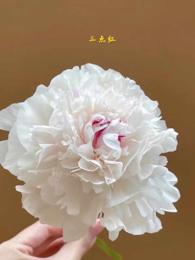 芍药切花