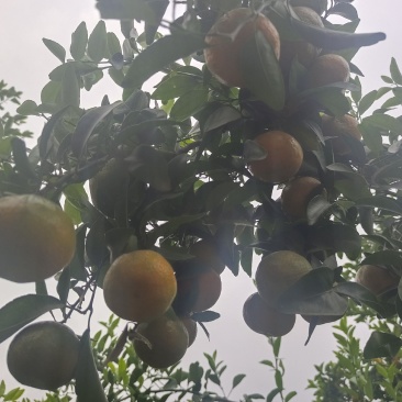 金秋沙糖桔