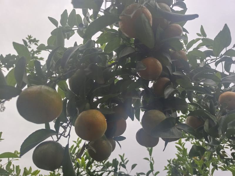 金秋沙糖桔