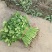香菜6到10月