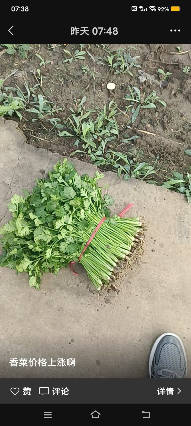 香菜6到10月