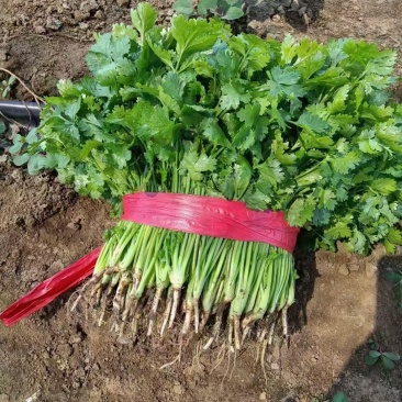 香菜6到10月