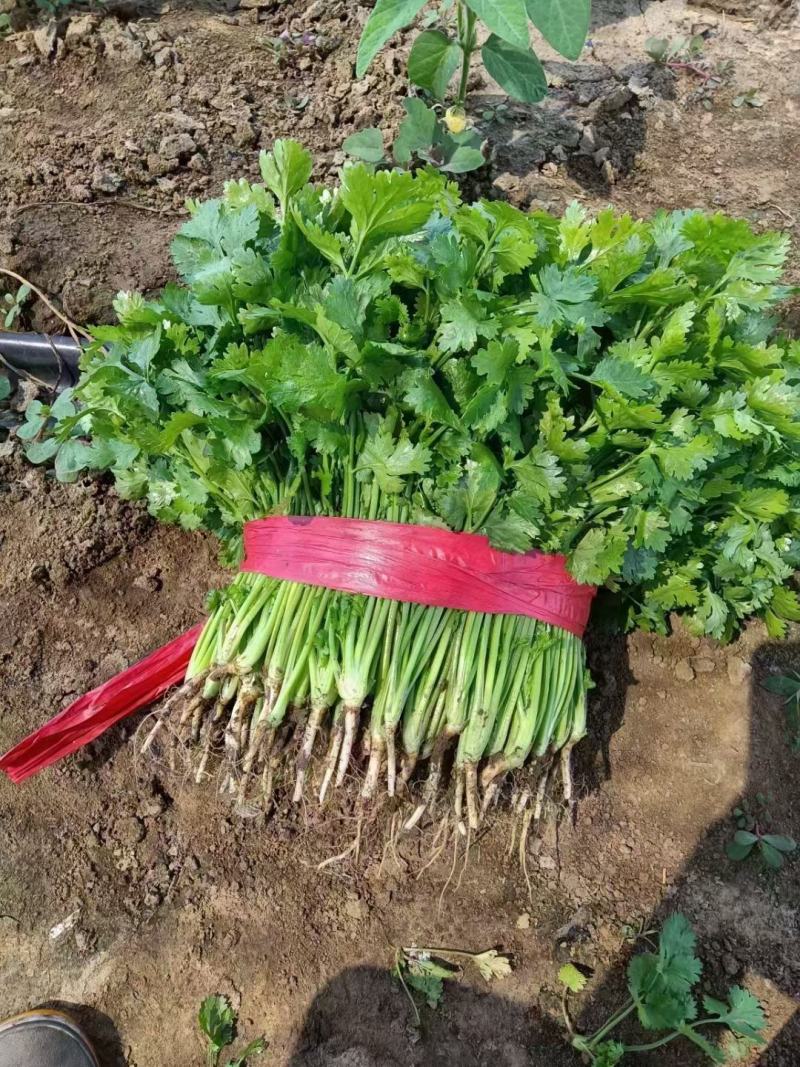 香菜6到10月