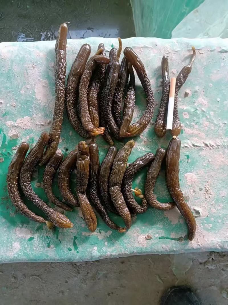 豆角，酸豆角，腌制豆角，各种腌制半成品，