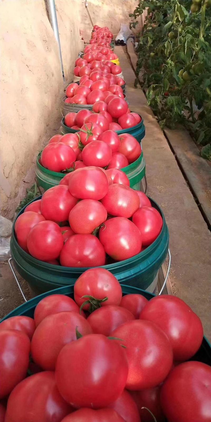 普罗旺斯番茄苗、西红柿苗、釜山88、草莓番茄苗、抗病毒