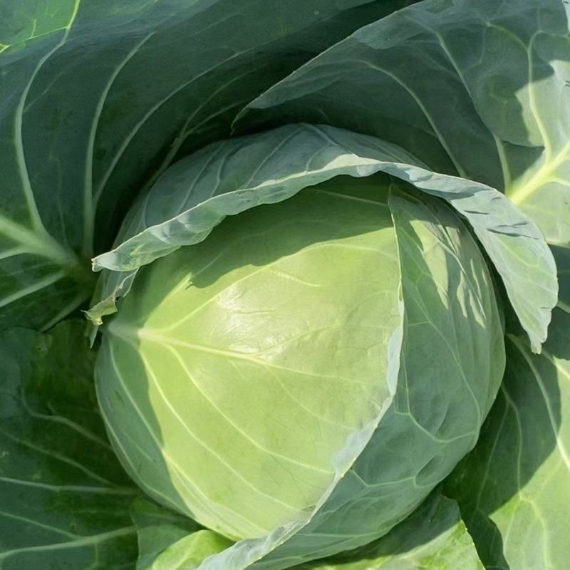 云南精品小甘蓝/圆包菜/大量上市产地直发/量大价优
