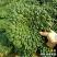 小八叶乌塌菜种子乌塔菜种子农家庭院阳台种植蔬菜种子