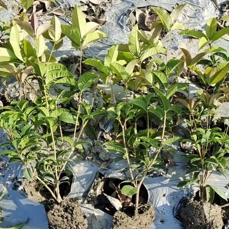 本苗圃长期供应精品地被四季桂佛顶桂，量大从优，质优价廉