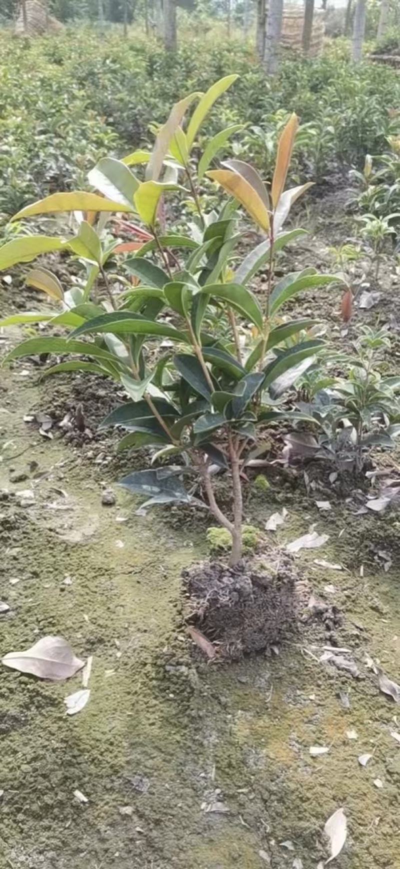 本苗圃长期供应精品地被四季桂佛顶桂，量大从优，质优价廉