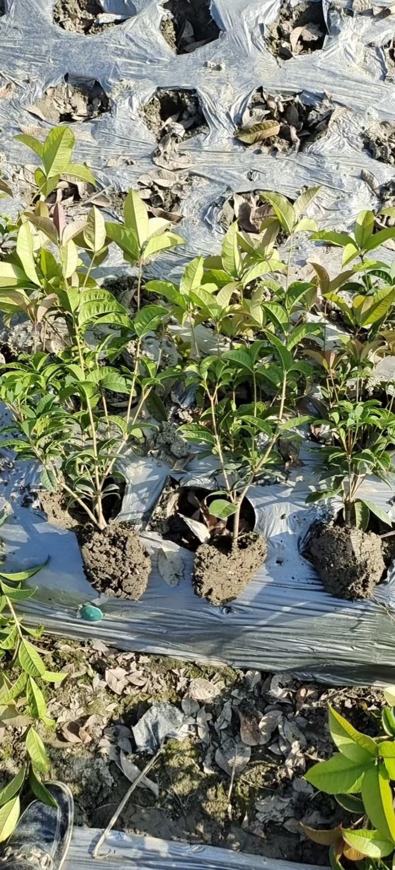 本苗圃长期供应精品地被四季桂佛顶桂，量大从优，质优价廉