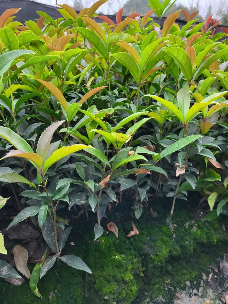 本苗圃长期供应精品地被四季桂佛顶桂，量大从优，质优价廉