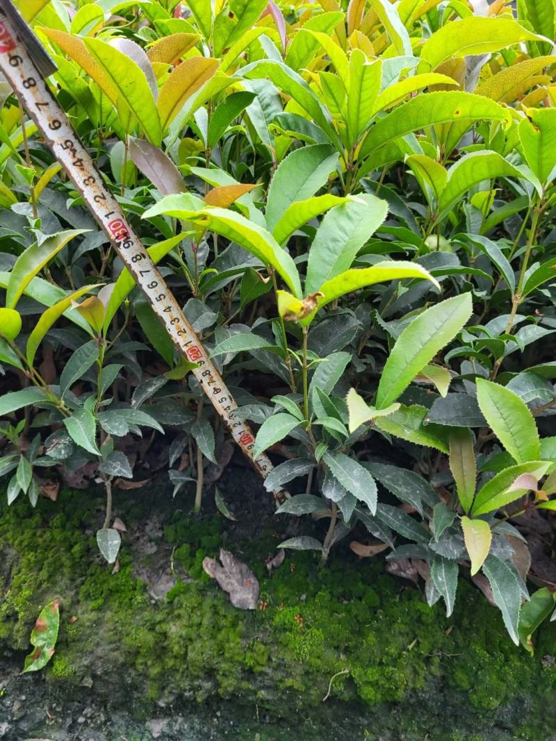 本苗圃长期供应精品地被四季桂佛顶桂，量大从优，质优价廉