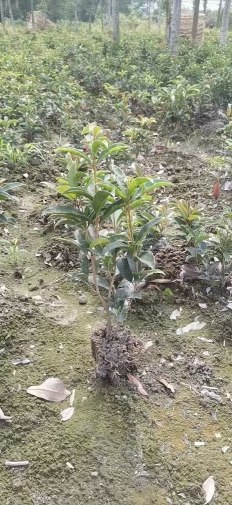 本苗圃长期供应精品地被四季桂佛顶桂，量大从优，质优价廉