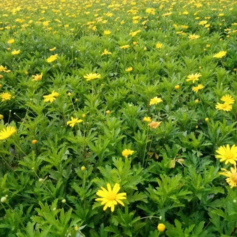 本苗圃长期供应精品地被木春菊，量大从优，质优价廉
