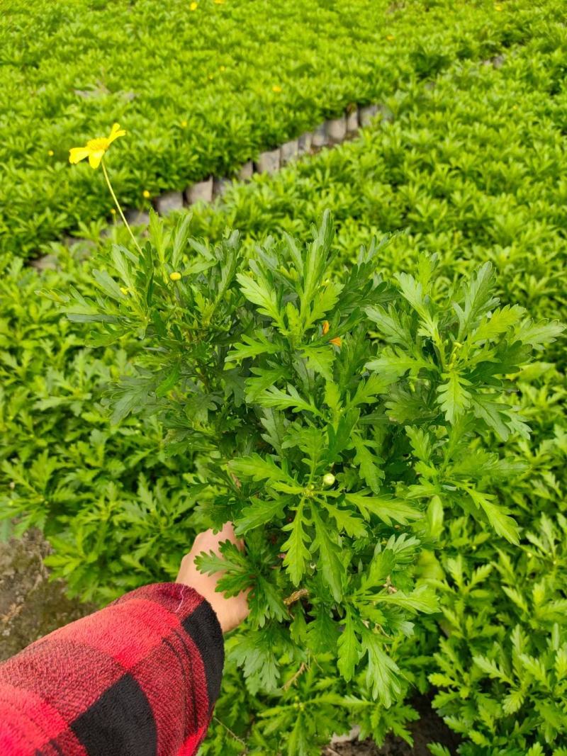 本苗圃长期供应精品地被木春菊，量大从优，质优价廉