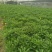本苗圃长期供应精品地被木春菊，量大从优，质优价廉