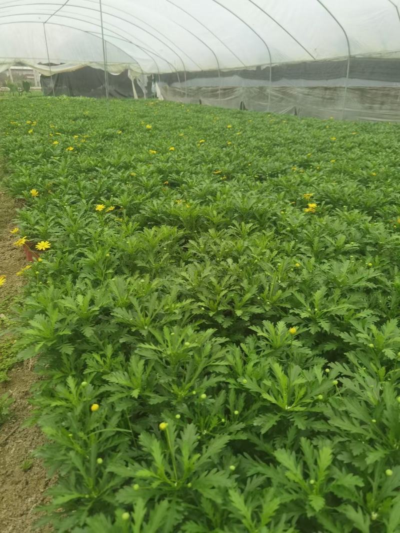 本苗圃长期供应精品地被木春菊，量大从优，质优价廉