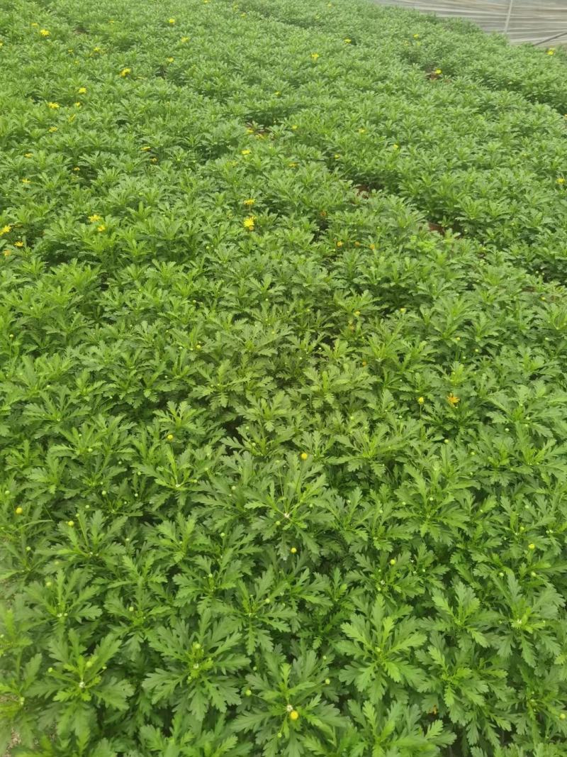 本苗圃长期供应精品地被木春菊，量大从优，质优价廉