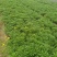 本苗圃长期供应精品地被木春菊，量大从优，质优价廉
