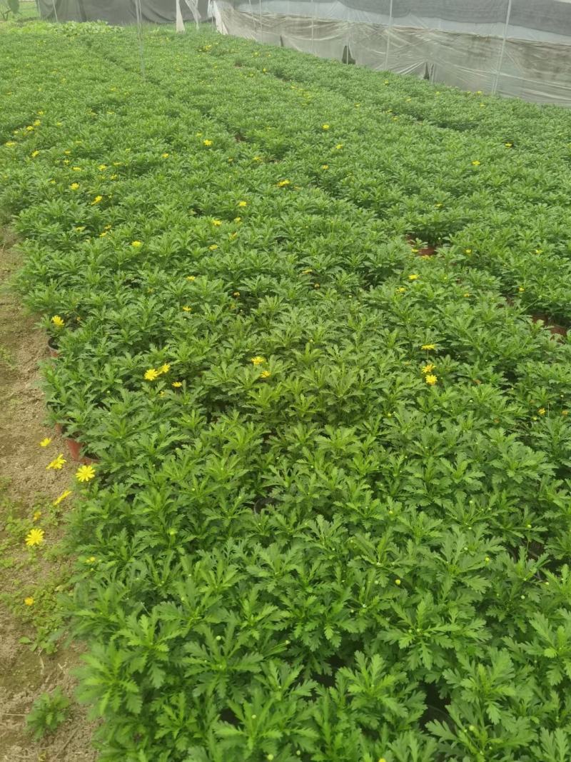 本苗圃长期供应精品地被木春菊，量大从优，质优价廉