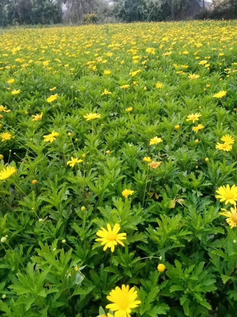本苗圃长期供应精品地被木春菊，量大从优，质优价廉
