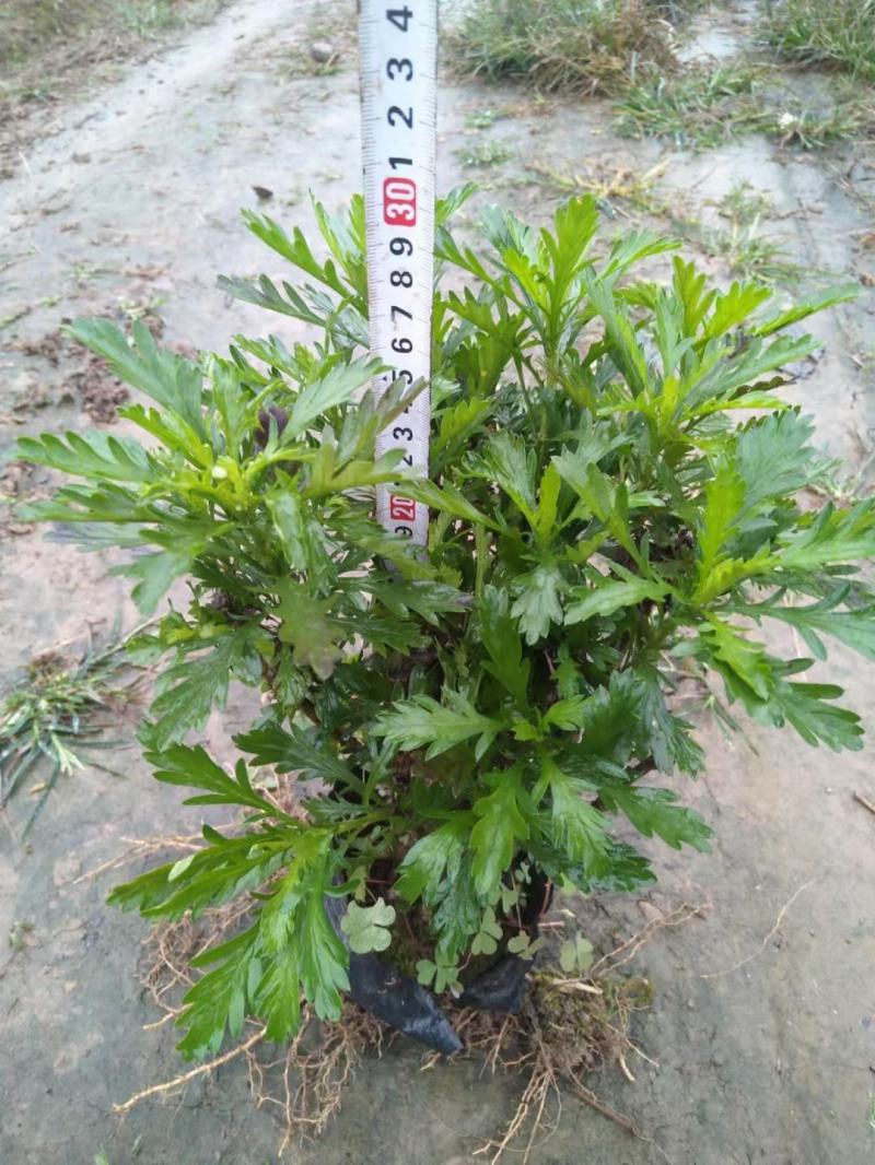 本苗圃长期供应精品地被木春菊，量大从优，质优价廉