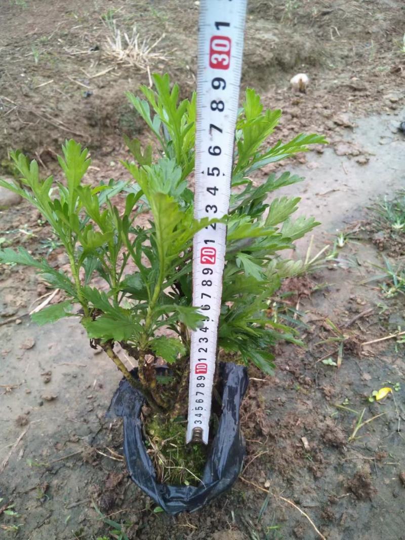 本苗圃长期供应精品地被木春菊，量大从优，质优价廉