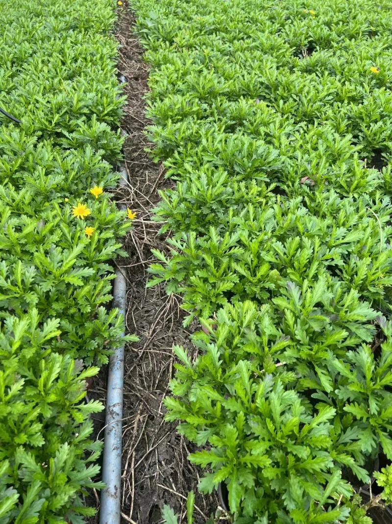 本苗圃长期供应精品地被木春菊，量大从优，质优价廉