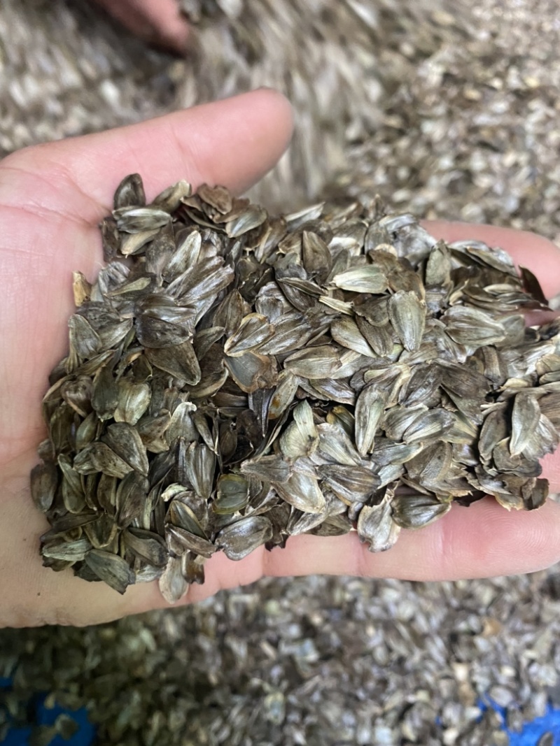 串叶松香草华夏神菊大叶蛋白菊大型育种基地批发