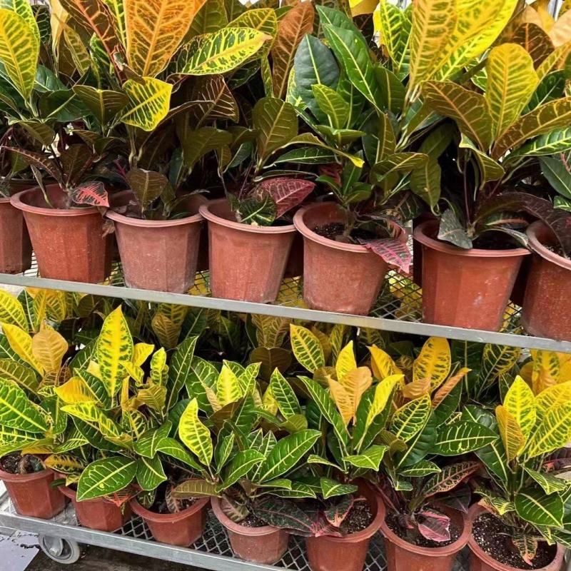 本苗圃常年供应精品花镜植物变叶木，量大从优，质优价廉