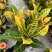 本苗圃常年供应精品花镜植物变叶木，量大从优，质优价廉