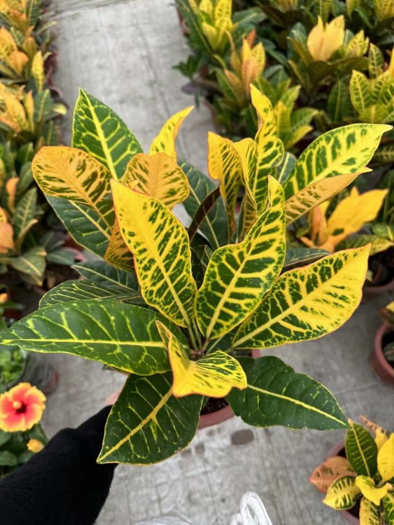 本苗圃常年供应精品花镜植物变叶木，量大从优，质优价廉
