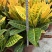 本苗圃常年供应精品花镜植物变叶木，量大从优，质优价廉