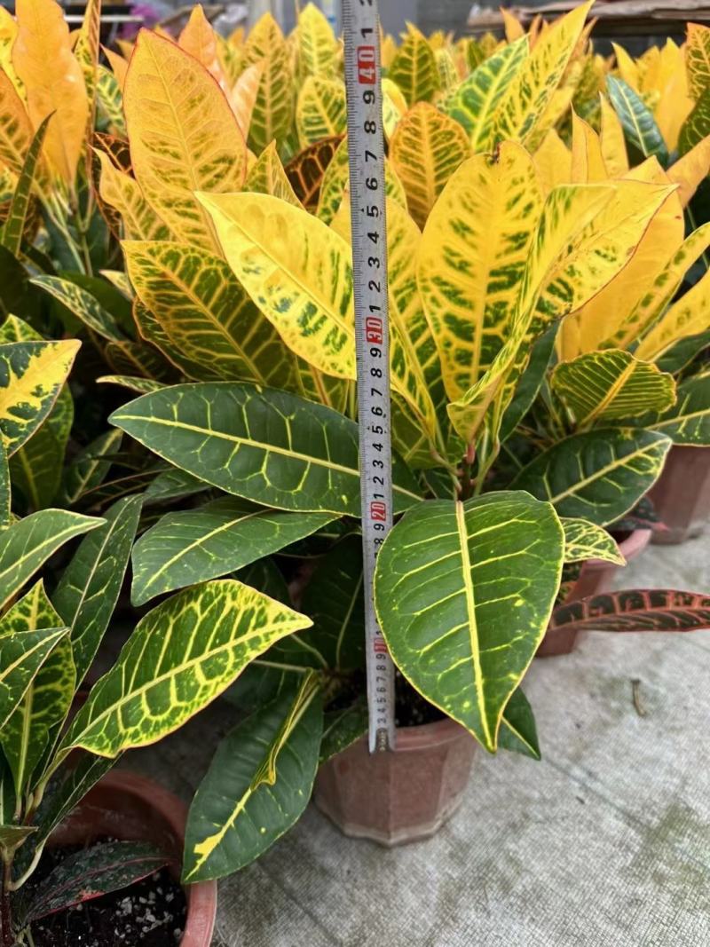 本苗圃常年供应精品花镜植物变叶木，量大从优，质优价廉