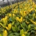 本苗圃常年供应精品花镜植物变叶木，量大从优，质优价廉