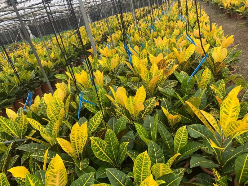 本苗圃常年供应精品花镜植物变叶木，量大从优，质优价廉