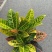 本苗圃常年供应精品花镜植物变叶木，量大从优，质优价廉