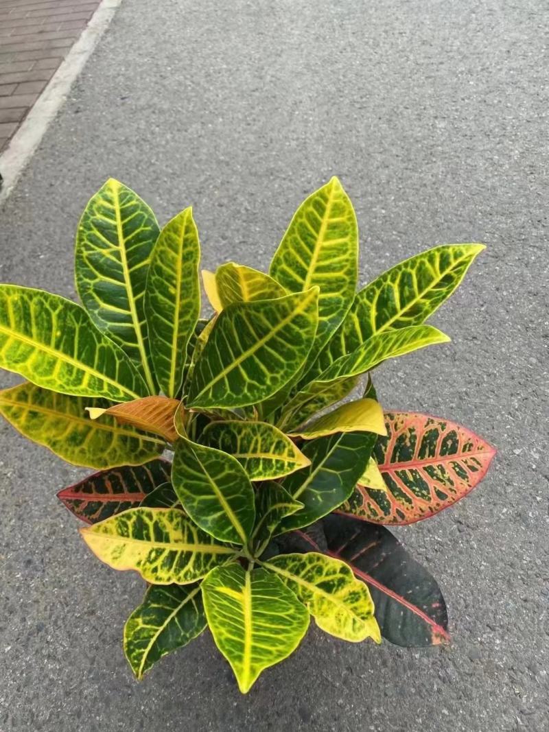 本苗圃常年供应精品花镜植物变叶木，量大从优，质优价廉