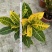本苗圃常年供应精品花镜植物变叶木，量大从优，质优价廉