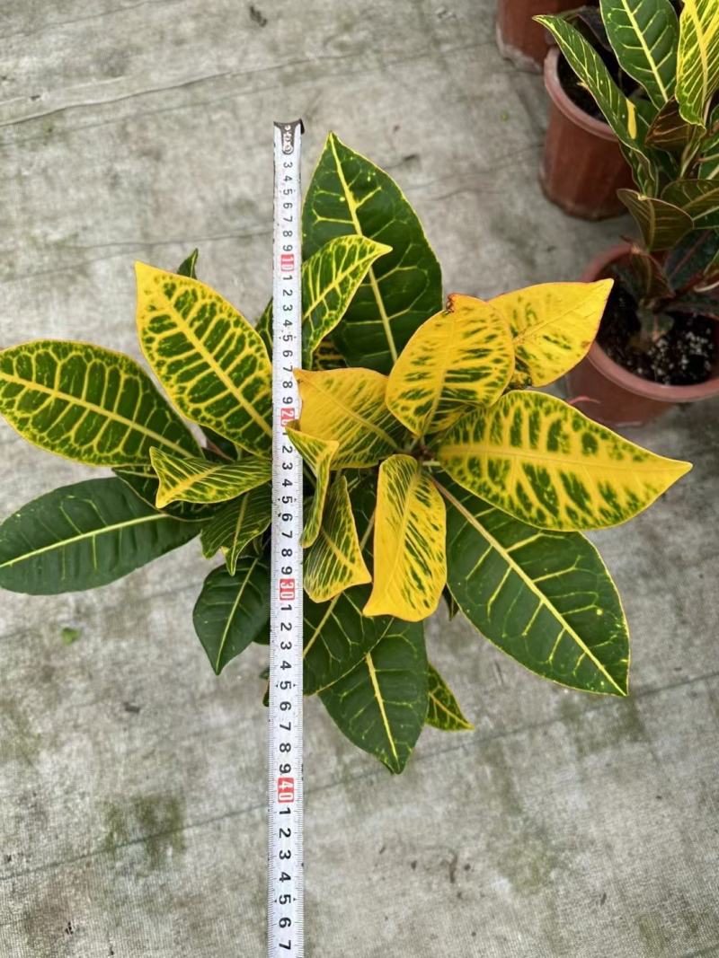 本苗圃常年供应精品花镜植物变叶木，量大从优，质优价廉