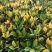 本苗圃常年供应精品花镜植物变叶木，量大从优，质优价廉