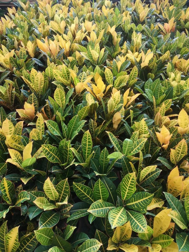 本苗圃常年供应精品花镜植物变叶木，量大从优，质优价廉