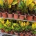 本苗圃常年供应精品花镜植物变叶木，量大从优，质优价廉
