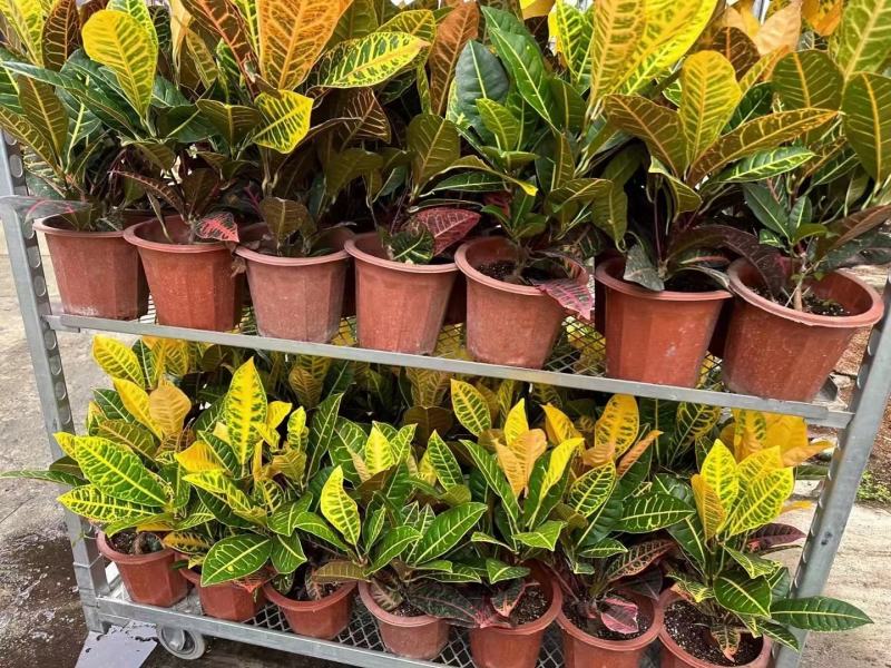 本苗圃常年供应精品花镜植物变叶木，量大从优，质优价廉