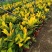 本苗圃常年供应精品花镜植物变叶木，量大从优，质优价廉