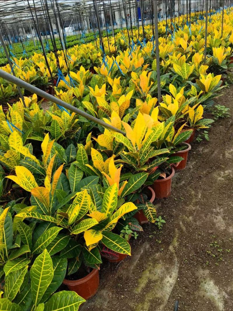 本苗圃常年供应精品花镜植物变叶木，量大从优，质优价廉