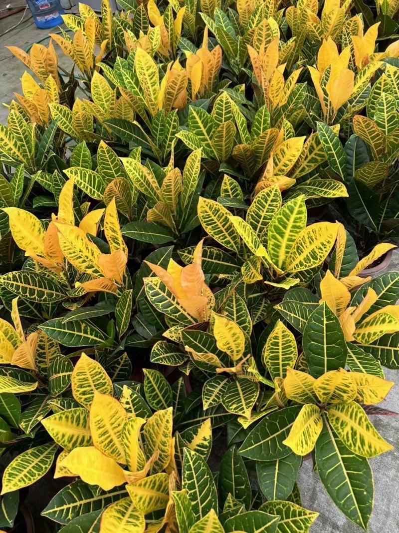 本苗圃常年供应精品花镜植物变叶木，量大从优，质优价廉