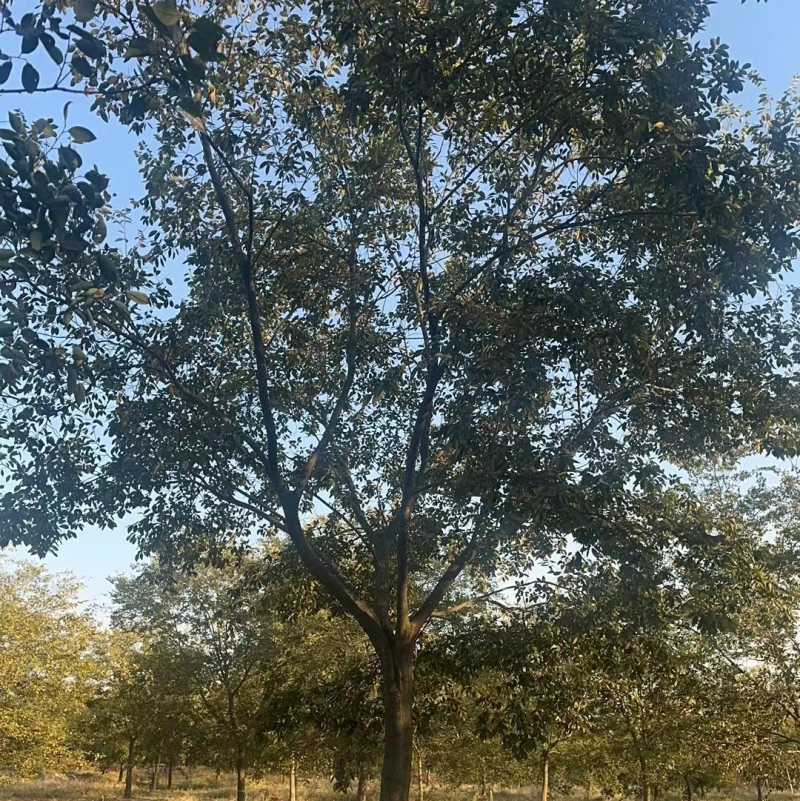 朴树精品朴树工程苗地产专用朴树基地